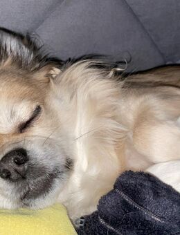 Chihuahua-Mischling – dringend an erfahrene Hände abzugeben - Wetzlar
