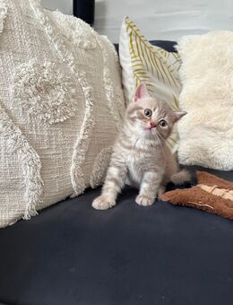 Zuckersüße BKH Kitten suchen ein liebevolles neues Zuhause - Münstermaifeld Zentrum