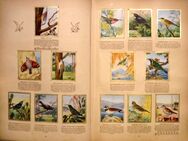 Sammelalbum "Die Farbenpracht der Vogelwelt", um 1939 - Dresden