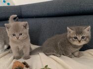 3 Reinrassige Süßen BKH Kitten - Werlte