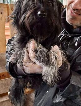 Sidney junge Hündin mit Lebensfreude - Koblenz