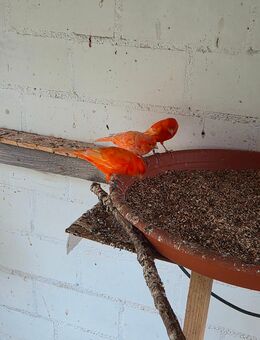 Kanarien zuverkaufen nur zusammen - Kretzschau