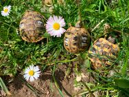 NZ 2024 Griechische Landschildkröten kontrastreiche Zeichnung THB - Reinheim