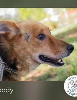 Woody: Sucht ein Zuhause - Kirchzell