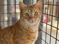 Scamp ist ein besonderes Katzenmädchen - Garbsen