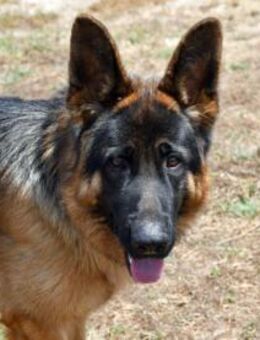 Gimmy möchte endlich ankommen - Neuss