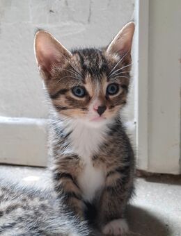 Bkh Perser Mix kitten - Delmenhorst