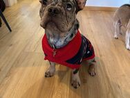 Französische Bulldogge Buddy - Rottenburg (Laaber)