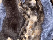 Schildpatt Katzen Babys Main coon mix Ulm - Ulm