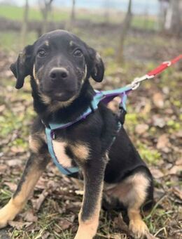 Pedro sucht ein liebevolles Zuhause - Berlin