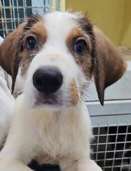 Winston sucht sein Glück! - Krefeld
