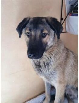 Johnny -wartet in 69256 Mauer - Oberwies