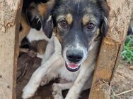 Gretchen - interessiert und neugierig - Westerholt