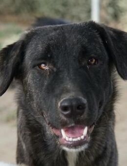 Targa, geb. ca. 12/2023, GRIECHENLAND - Euskirchen