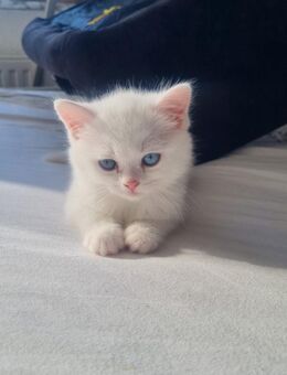 Bkh kitten - Oberhausen