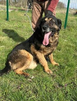 Milka sucht seine Menschen - Nordwalde