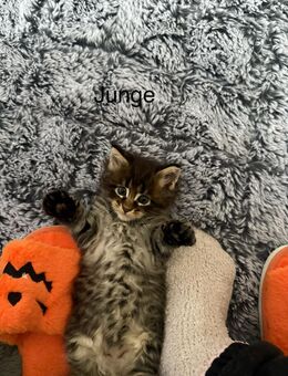 6 Zuckersüsse Maine Coons - Todtenweis