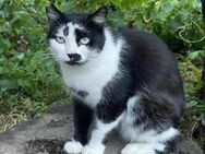 Sophie soziale Katzendame.... - Meuselwitz