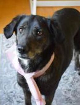 Pacey hübsche liebe Hündin - Hüllhorst