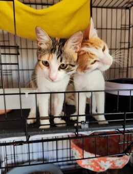 Ralou & Remco aus dem Tierschutz - Grevenbroich