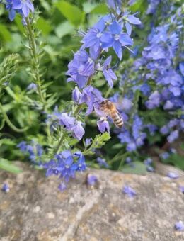 Großer Ehrenpreis (Veronica teucrium) - Horgenzell