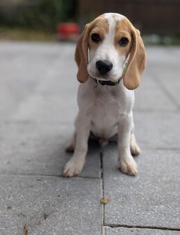 5-monatiger Beagle mit Ahnentafel des Beagle Club Deutschland e.V. - Freiberg