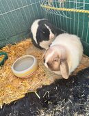 Kaninchen in 9450
