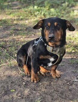 Gunter ist bereit, viel zu lernen - Schafflund