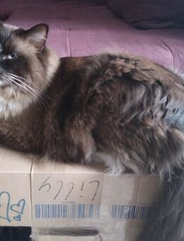 Ragdoll Kater - Kalbe (Milde)