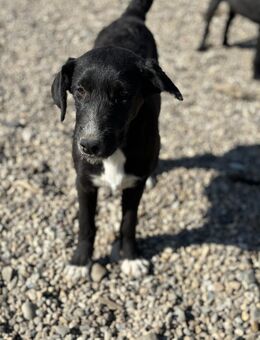 Gotti- zuckersüße Fellnase sucht Familie - Celle