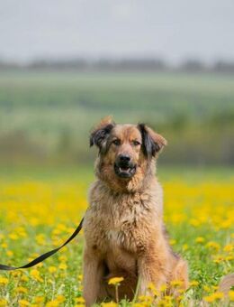 Aktive und fröhliche Erika - Süderholz