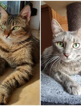 Celine & Ina - ein Traum 💫 in Grau - Eislingen (Fils)