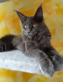 Main Coon Dame - Treuchtlingen