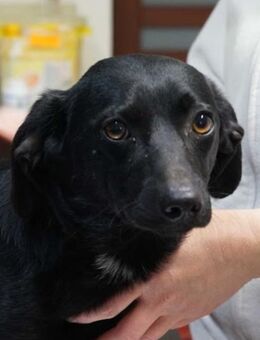 Rony❤️, Schutzgebühr 500 Euro - Burgsinn