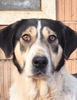 Fleurie - Endstation Shelter? - Dreikirchen