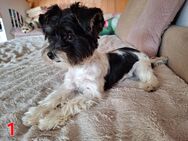 Süße Yorkshire Terrier Hûndin Laky sucht neue Familie - Emmenbrücke