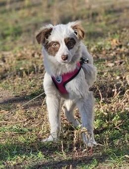 Rakuna sucht ein sportliches Zuhause - Schafflund