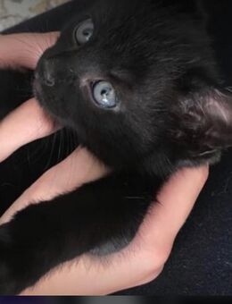 Main coon mix Katzenbabys schwarz in Ulm - Ulm