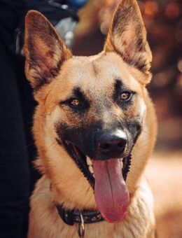 Moritz sucht aktive Zweibeiner - Bad Belzig