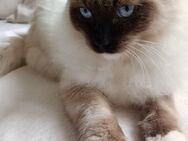 Ragdoll Kater - Brandenburg (Havel)