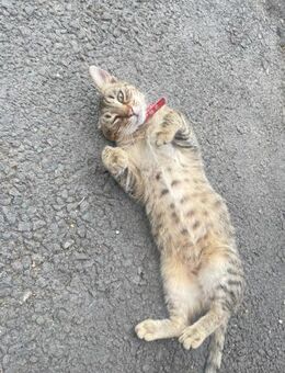 🐾 Steve sucht dringend Hilfe🆘 - Eislingen (Fils)