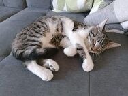 Kleine Katze "Kitten" abzugeben - Herford (Hansestadt)