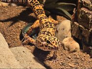 Leopardgecko Männchen - Bad Schmiedeberg