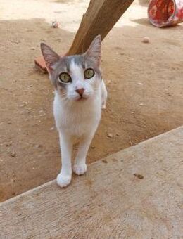 Minka sucht ihre Herzensmenschen ❤️ - Saarbrücken