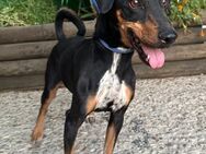 Cooler Pinscher Chemy sucht dringend# - Essen