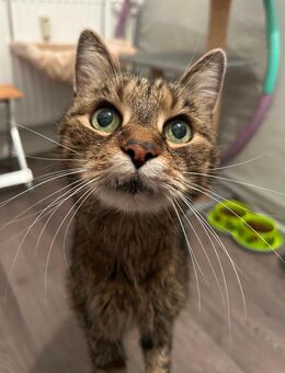 Älterer Kater (18 J.) sucht ruhigen Platz für seinen Lebensabend - Hohenstein-Ernstthal Zentrum