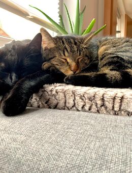 Katzenbrüder suchen neues Zuhause - Kitzingen Zentrum