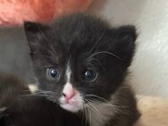 Katzenbaby geimpft und entwurmt - Wechselburg