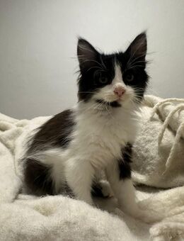 Kitten in liebevolle Hände abzugeben - Dorsten