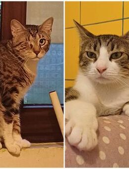 🆘 Notfall ❤️ Brüder Asterix & Obelix ❤️ - Eislingen (Fils)